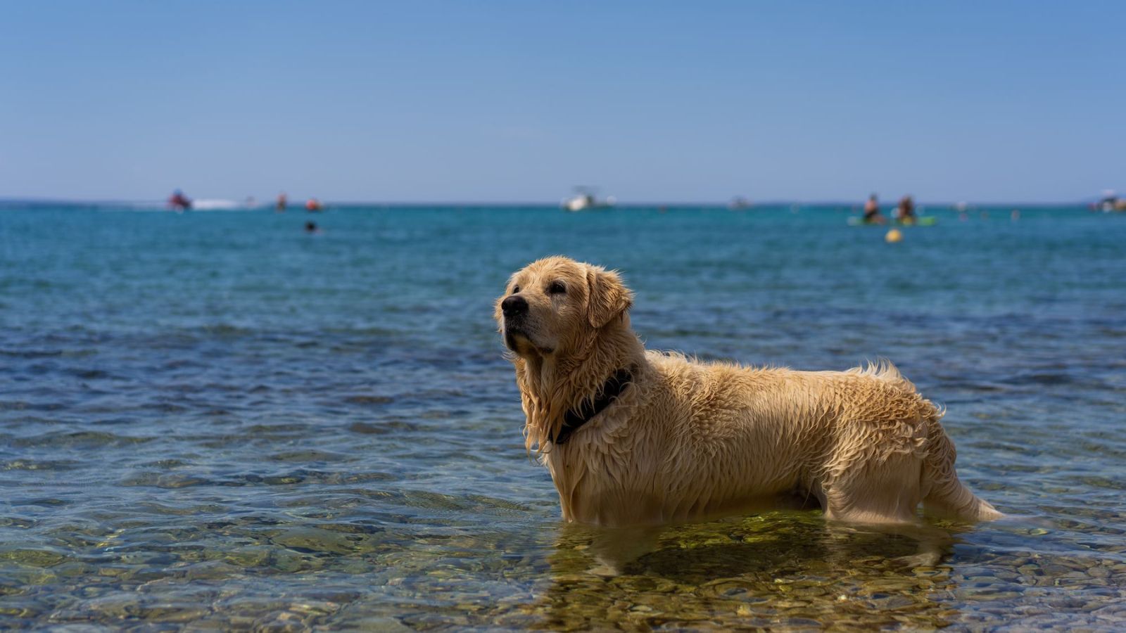 [Otok Pag - Novalja] Terra Park Phalaris Holiday Homes****: Iskusite čari Mediterana na jednom mjestu!